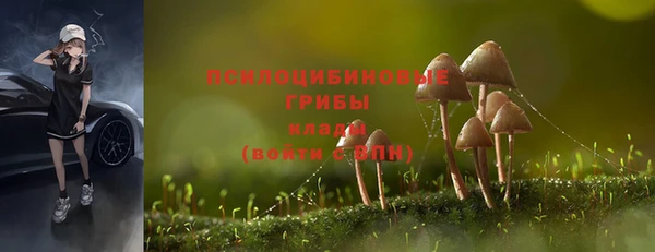 прущие грибы Новодвинск